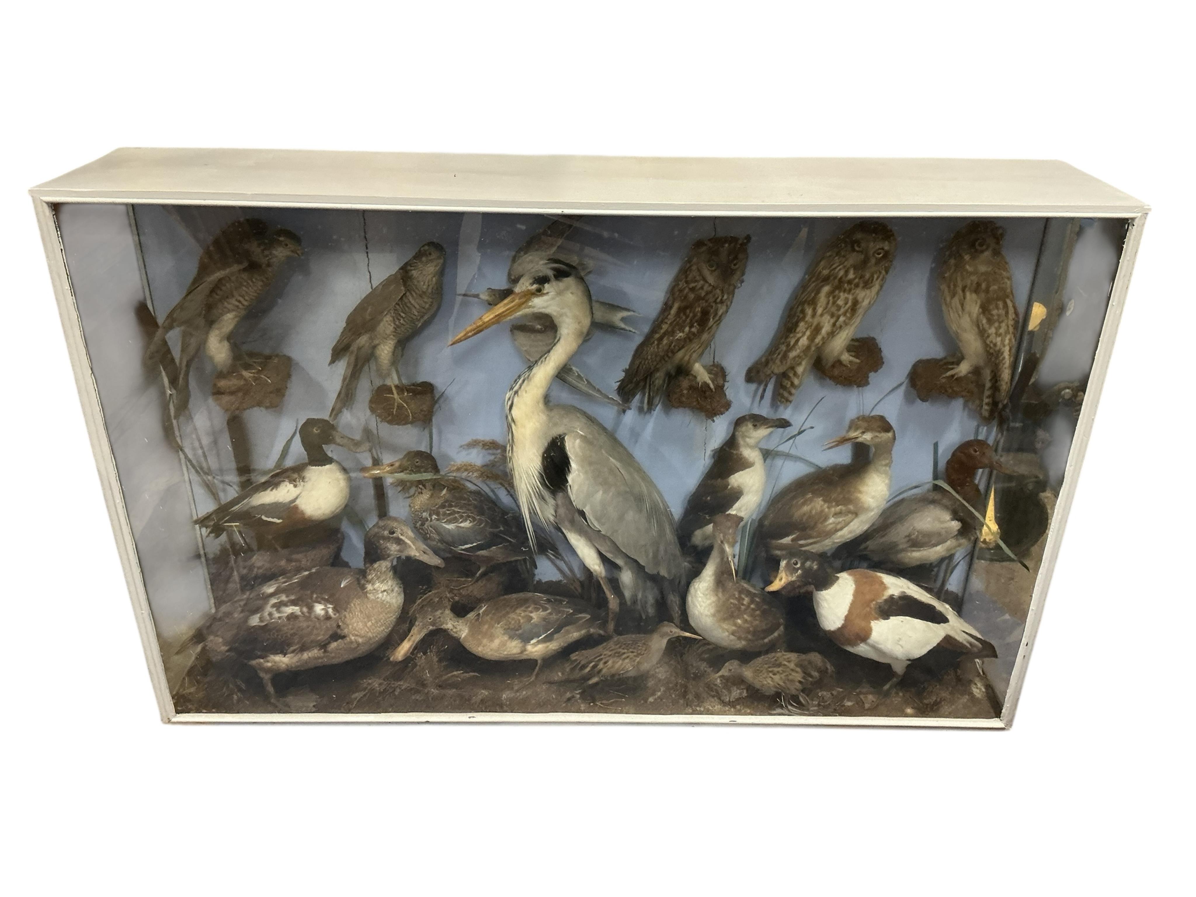 A large cased taxidermy group of birds, including ducks, a heron, a razorbill, a rail, birds of prey including owls, including a long eared owl and a sparrowhawk, etc., contained within a painted case; 142.5cm wide, 89cm